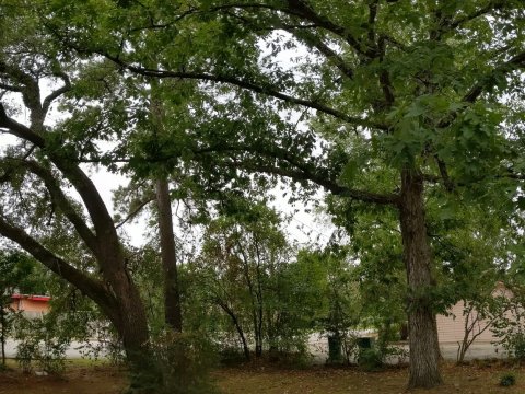 backyard trees
