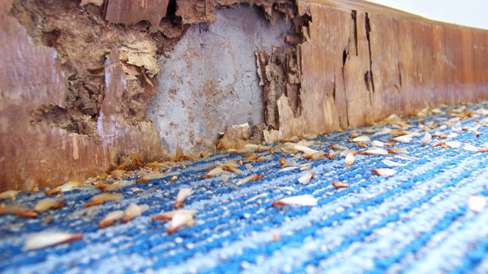 we buy houses in any condition