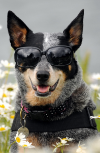 cool_dog