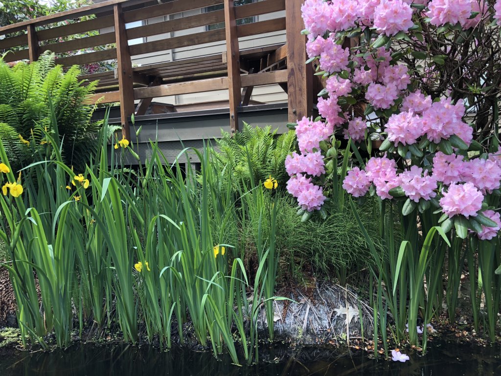 A pond in the landscape is a beautiful and highly desired item for your Seattle backyard landscape.