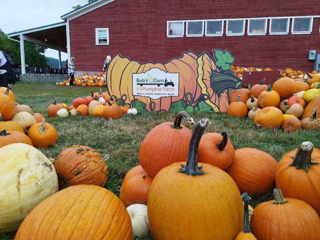 Bob's Corn and Pumpkin Farm