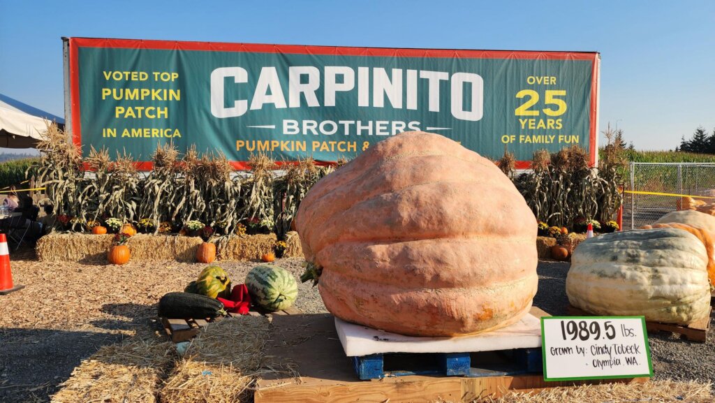Carpinito Brothers Pumpkin Patch and Corn Maze