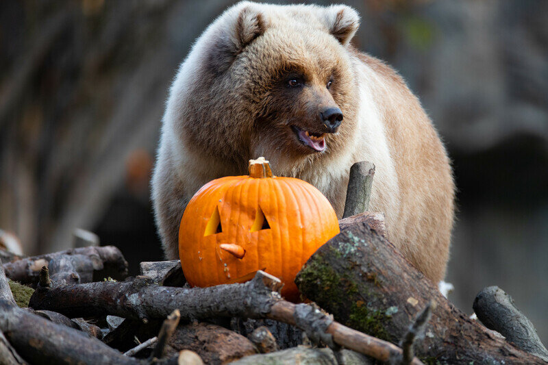 Pumpkin Bash Halloween celebration at Woodland Park Zoo in Seattle