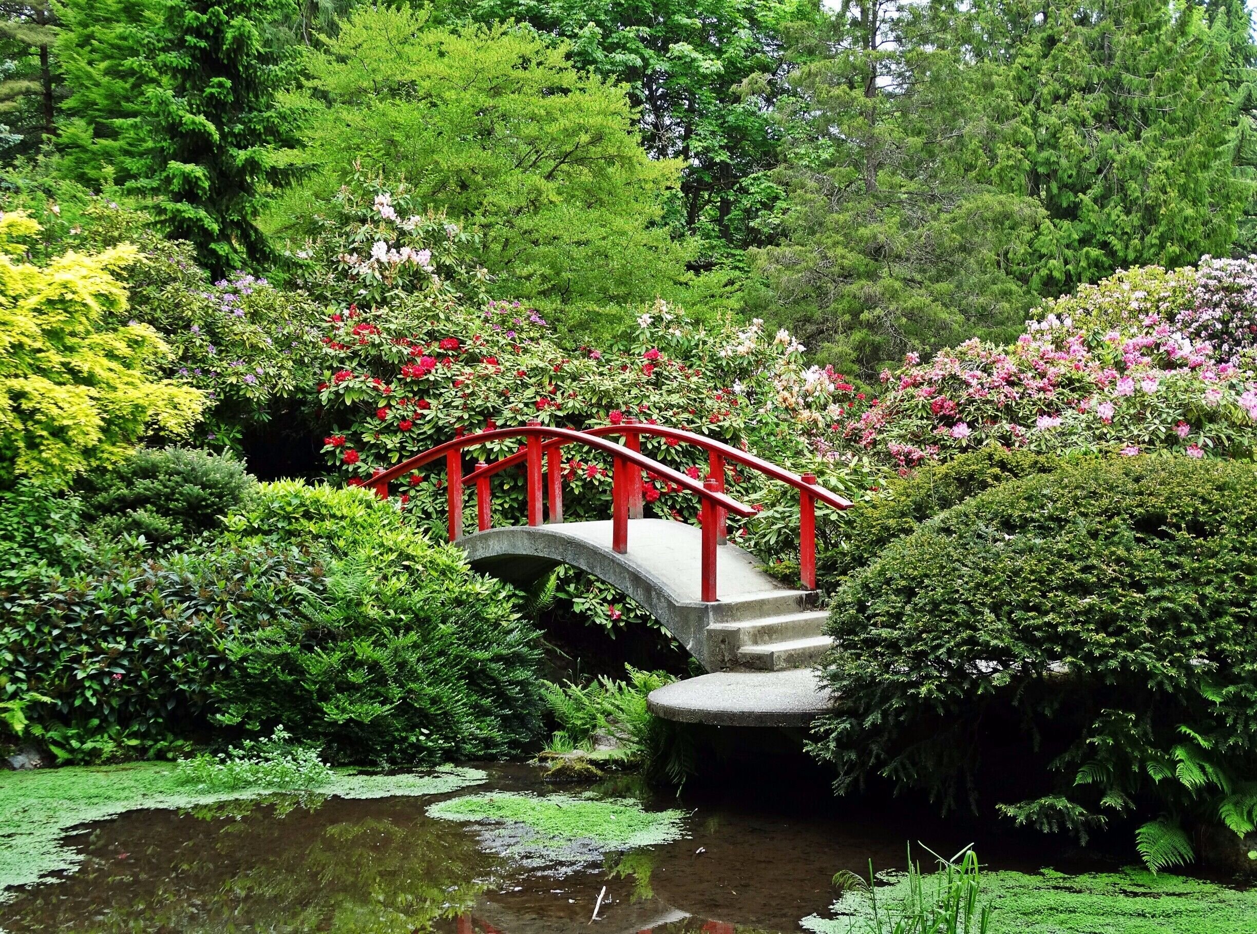 Red bridge and spring rhododendrons at Kubota Garden in Seattle