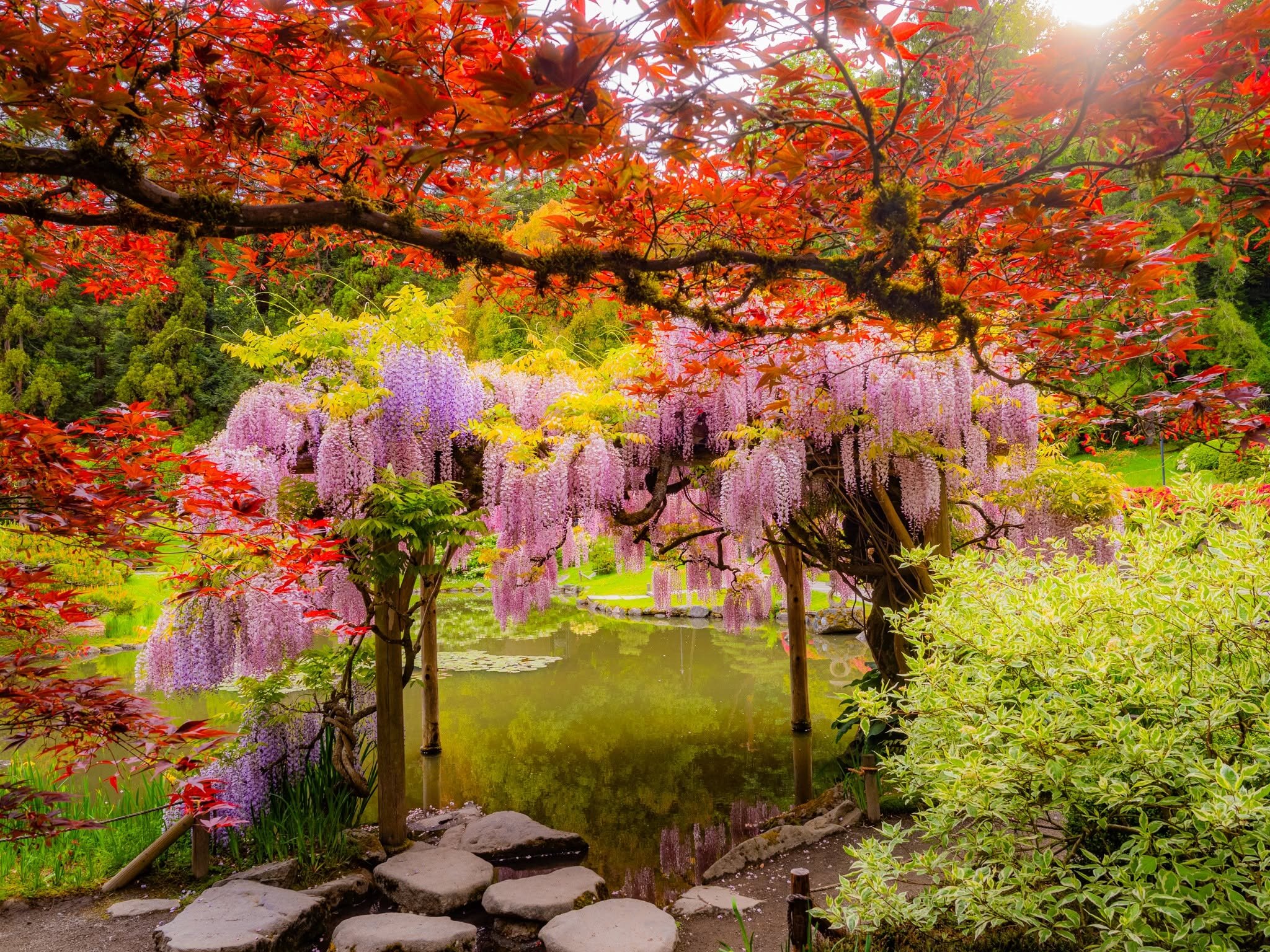 Spring flowers at the Seattle Japanese Garden