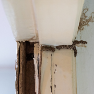 Tips for Selling a House With Termite Damage In Chicago