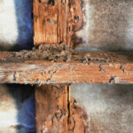 Termite Damage In Southeast Texas