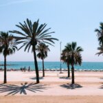 palm trees ocean