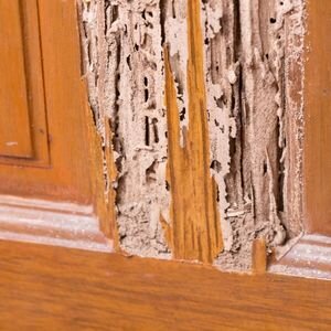 How to Sell a Home With Termites 