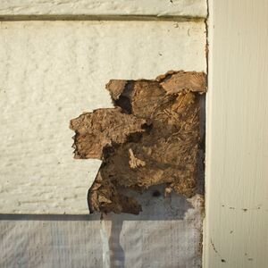 Selling a House With a Termite Problem 