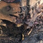 Tips for Selling a House With Termite Damage 