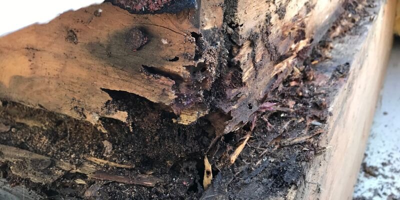 Tips for Selling a House With Termite Damage [market_city]