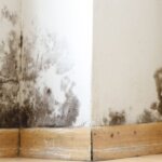 Understanding How Mold Affects Home Value and Buyer Interest