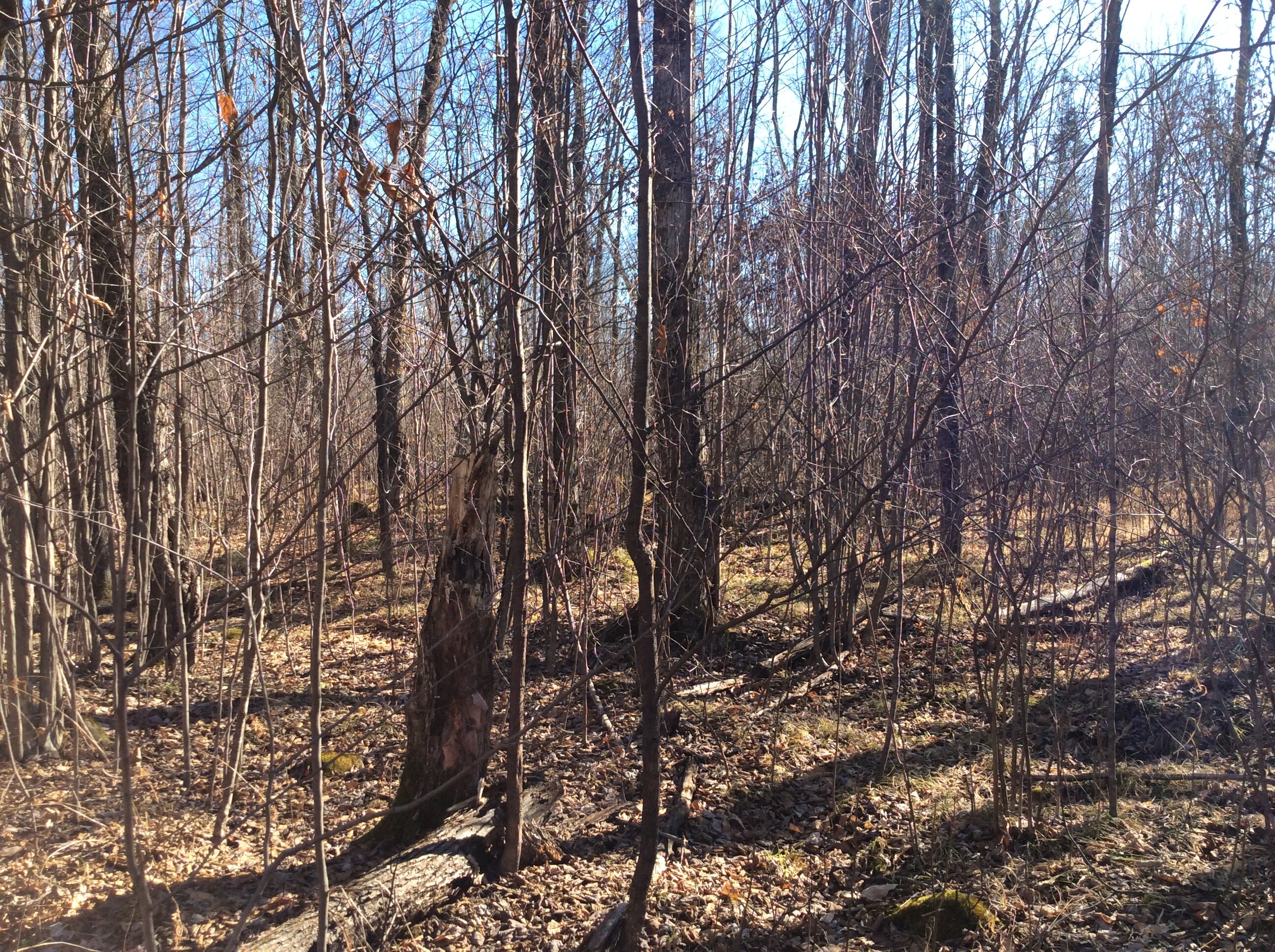 What Are the Hidden Costs of Owning Land in Harrison County, TX? TB