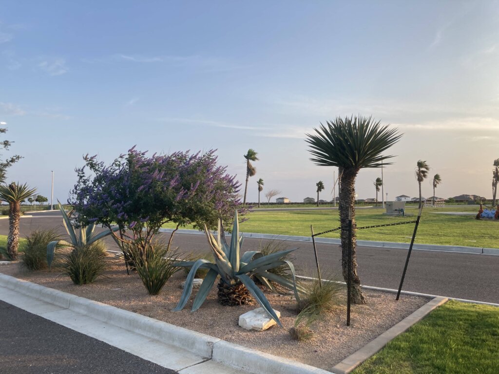 Dolfin RGV shows some examples of native plants can save you money on your house