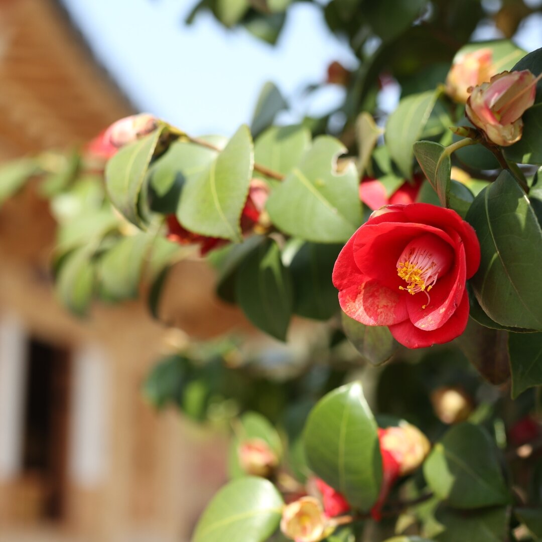 Camillia branch with red bloom with house in background