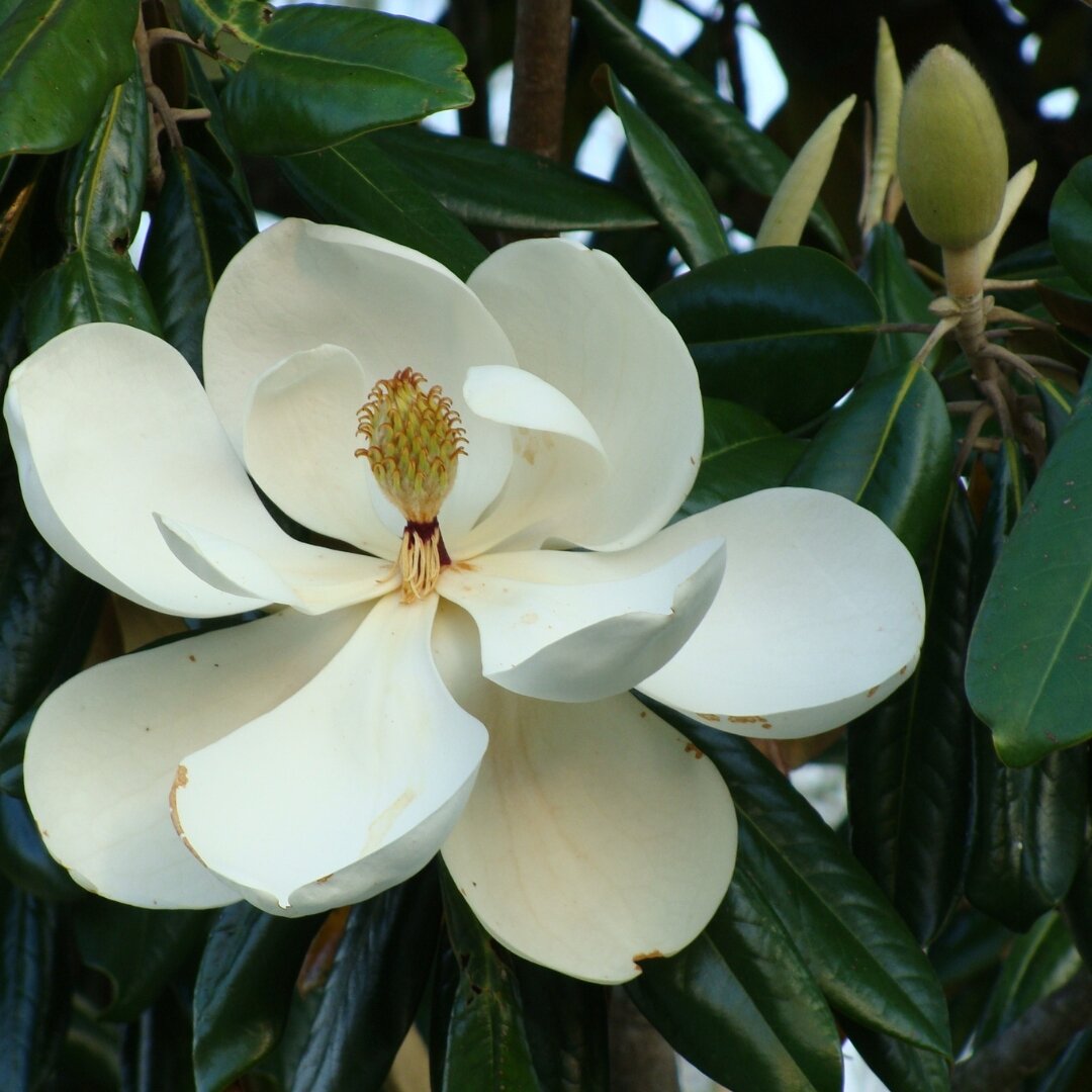 Magnolia bloom