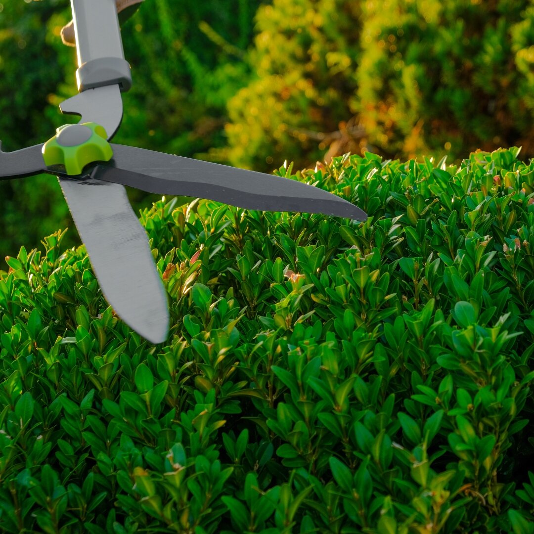 shears trimming boxwoods
