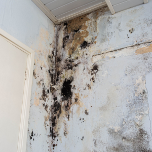 Sell a House Fast With Mold Cleveland