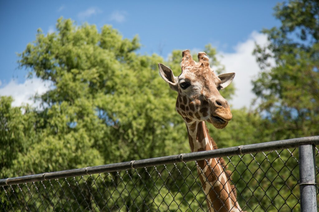 Louisville Zoo