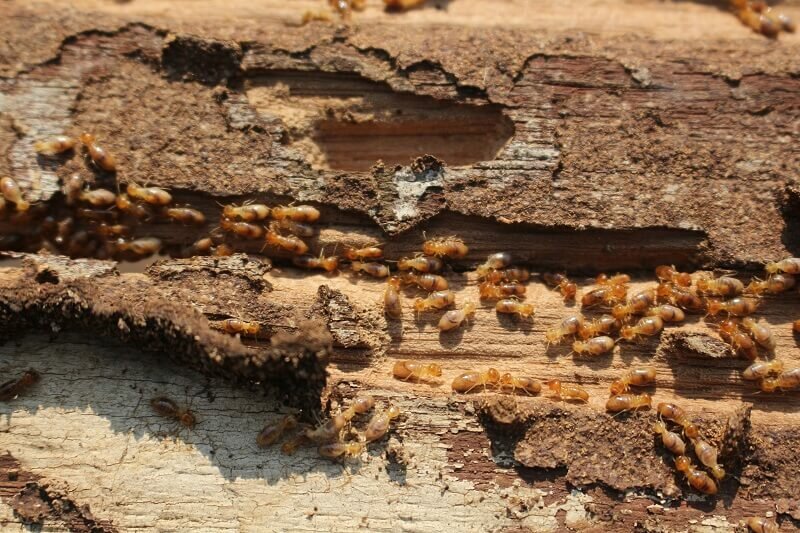 Getting a Termite Damage