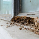 Selling a House With Termite Damage in Utah