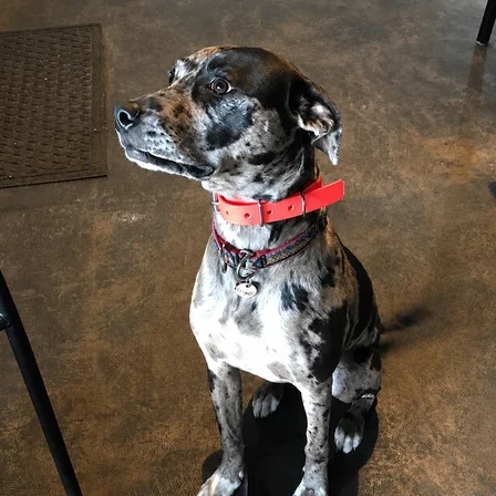 Friendly merle rescue dog wearing an orange collar and looking up attentively, representing a trustworthy local cash home buying company.