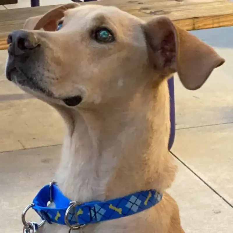 sell my house Fort Worth Property flipping experts concept symbolized by an attentive dog with a blue patterned collar, representing focus and alertness.