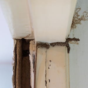 What Attracts Termites to My House Texas