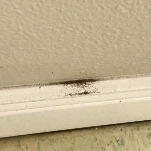 What Brings Termites to a House Texas