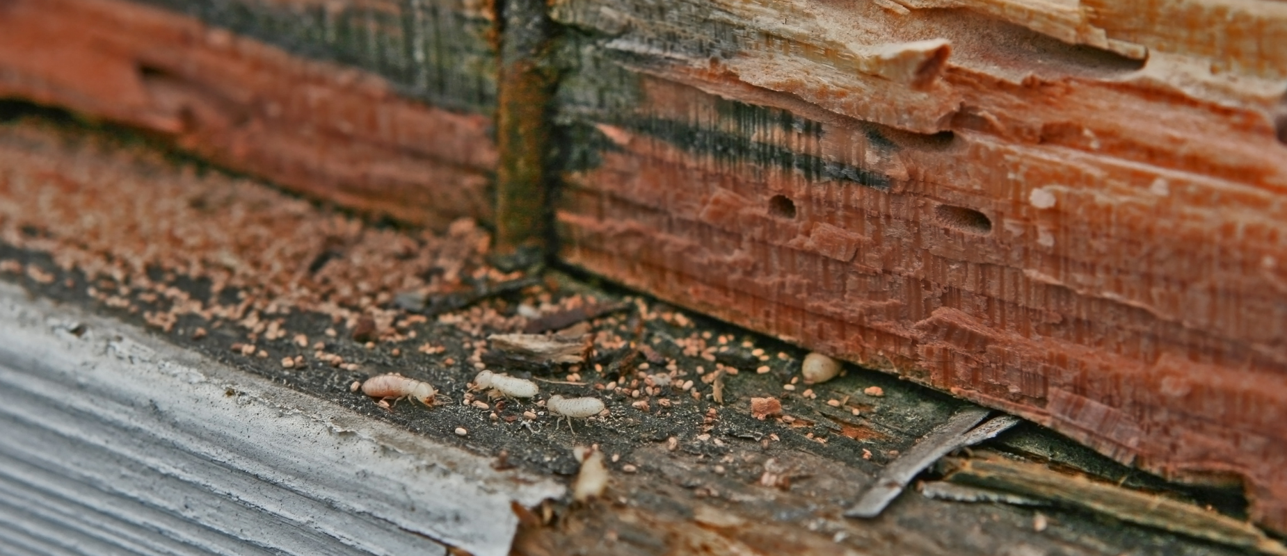 What Draws Termites to Your House Texas