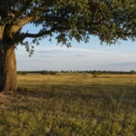 Sell inherited land Texas — out-of-state heir Texas Estates Code probate remote cash sale