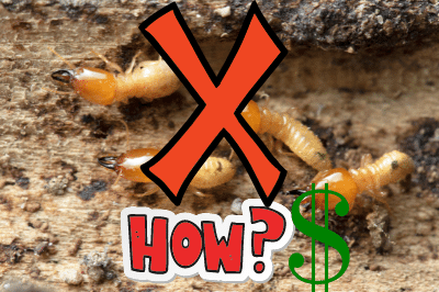 How much does it cost to get rid of termites?