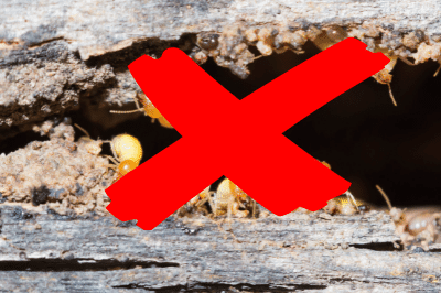 How to get rid of termites in house?