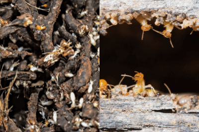 Subterranean termites vs drywood termites