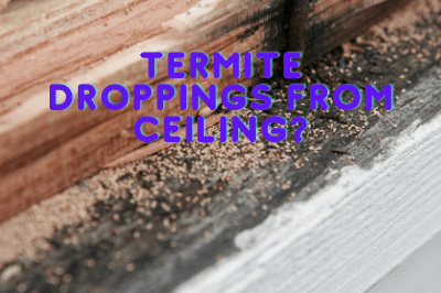 Termite Droppings From Ceiling