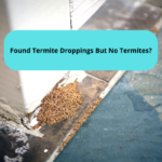 Found Termite Droppings But No Termites