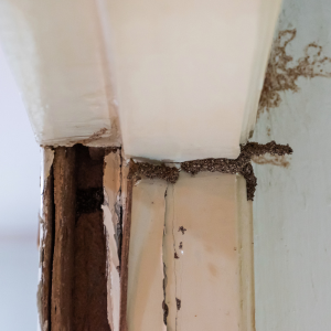 How to Successfully Sell a Termite-Infested House In Florida