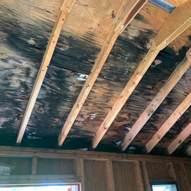 Sell House Fast with mold Greensboro