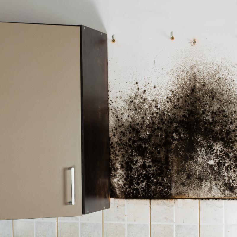 Sell House Quick with mold Greensboro