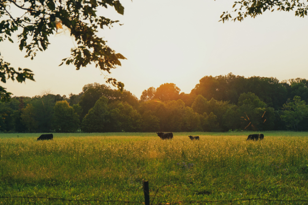land fast cash buyer Texas Texas