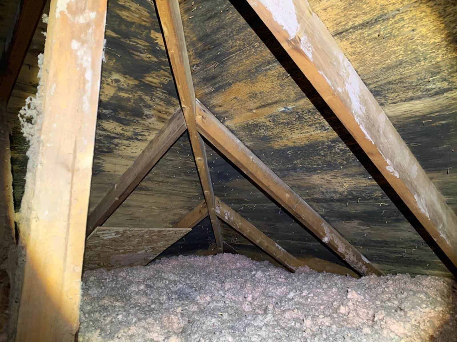 mold damage in attic