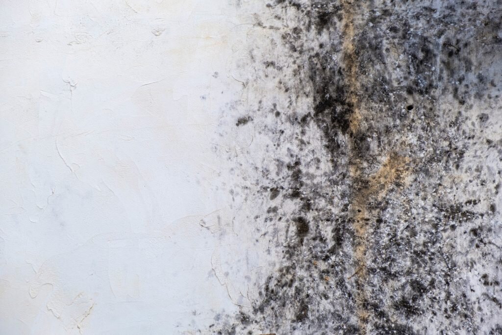 Black mold damage spreading along walls in a Texas home