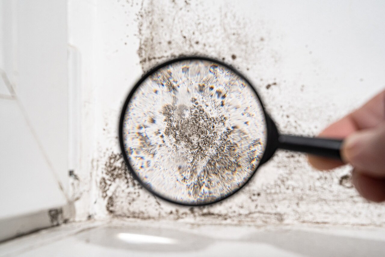 contractor evaluations help determine severity and cost of necessary mold-related repairs
