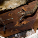 sell a house as-is when updates or major electrical repairs are not feasible for the seller