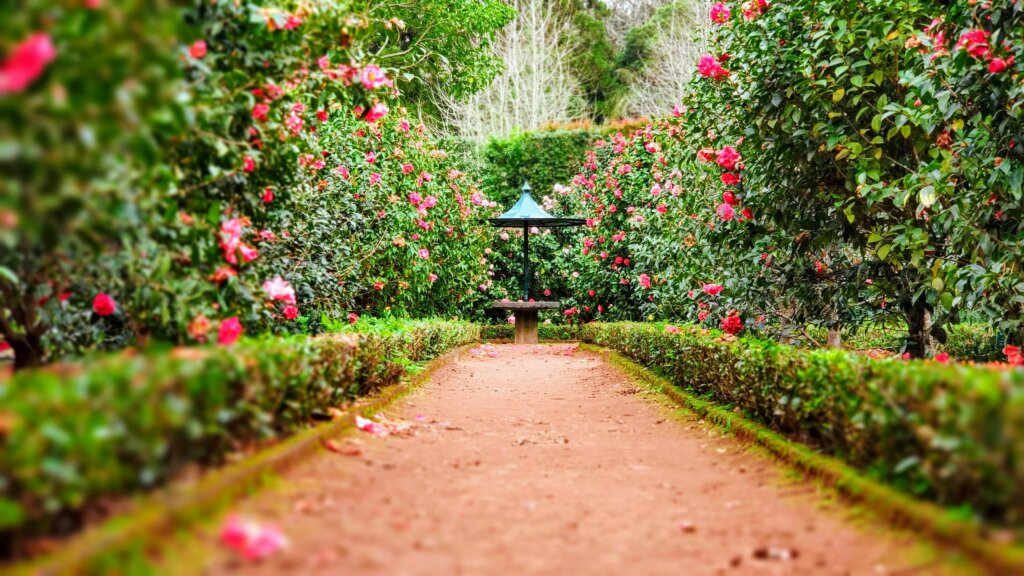 garden