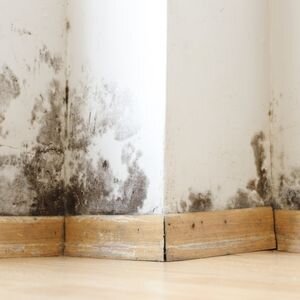 Can You Sell a Mold-Damaged House in North Carolina