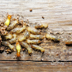 Tips for Selling a House With Termite Damage In Durham