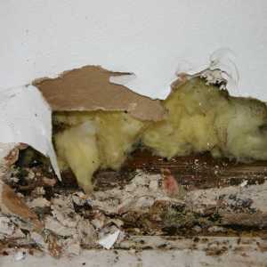 Damage on Property by Tenant In Washington