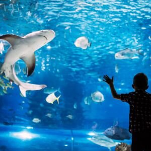 No-Cost Things to Do Tacoma